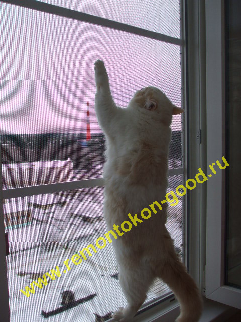 Полотно сетки с кошкой